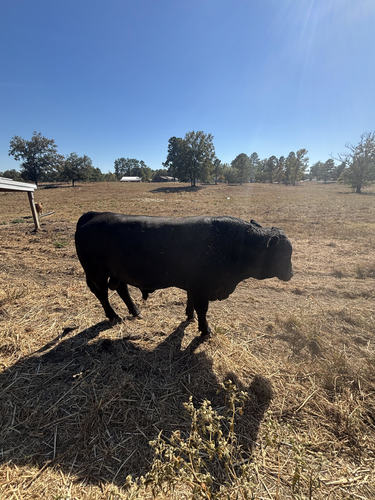 Registered Southern Balancer Bull