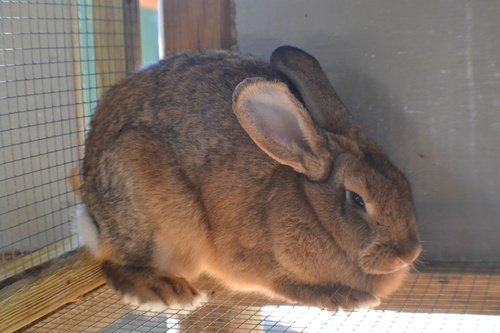 New Zealand White and Brown Bunnies for sale