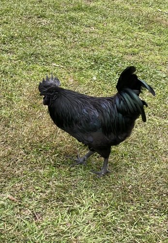 Ayam Cemani rooster