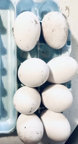 Fertile Goose Eggs 