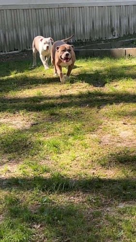American pitbull terrier mix xl