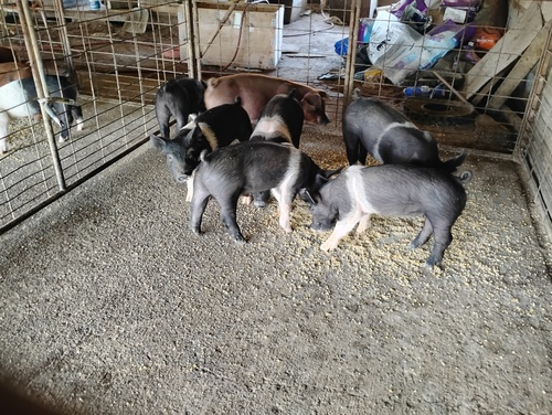 Feeder pigs