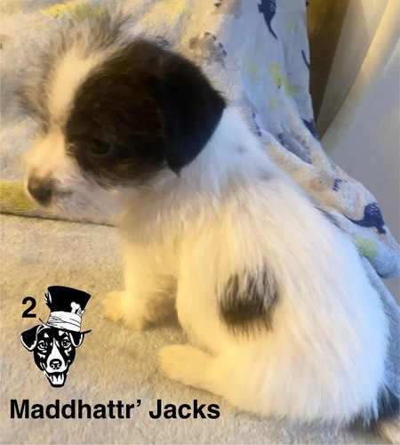 AKC Short Legged Jack Russell Terriers