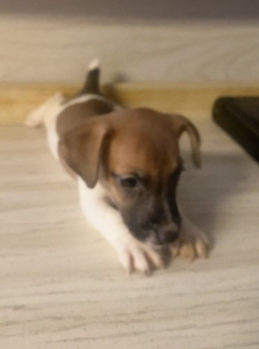 AKC Jack Russell Terriers