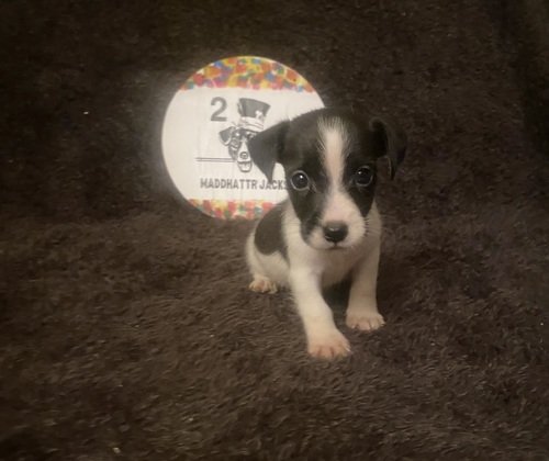 AKC Jack Russell Terriers