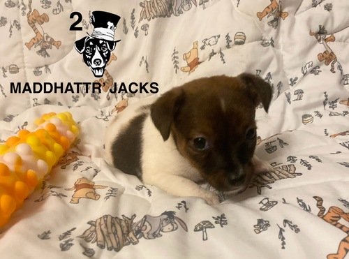 @Maddhattr Jacks on Facebook! English Jack Russell Terriers! Short Legged Jack Russell’s!