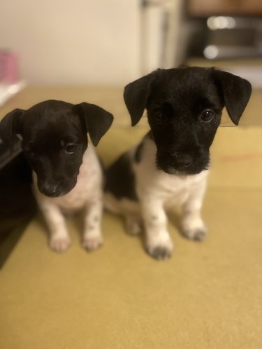 AKC Short Legged Jack Russell Terriers