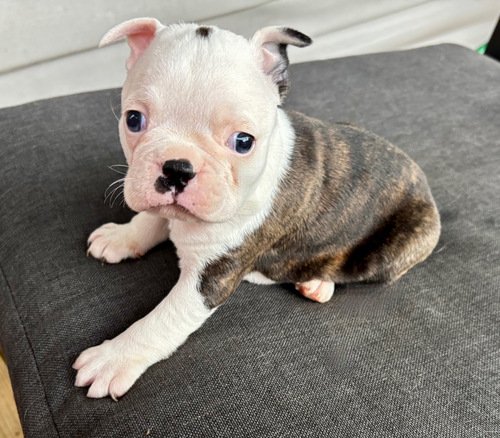 AKC Boston Terrier female 