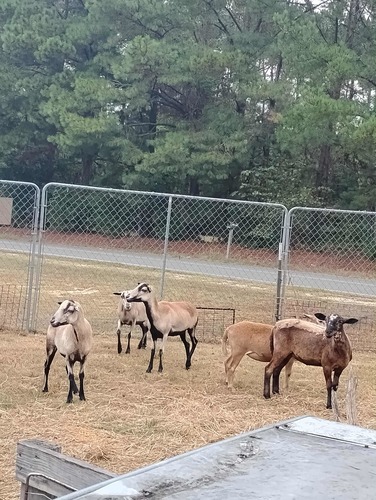 Barbados Ewes