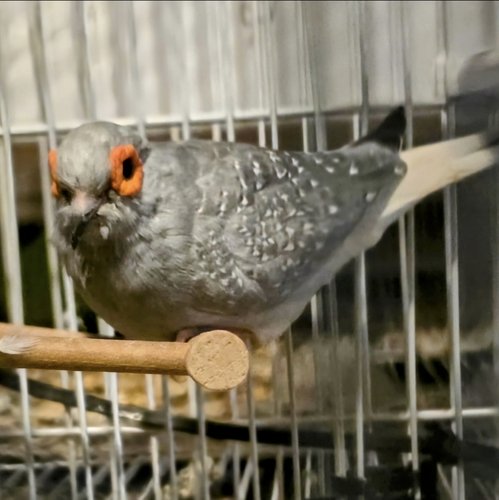 Diamond Doves Grey male and female