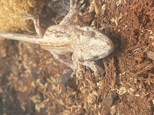 Gargoyle gecko