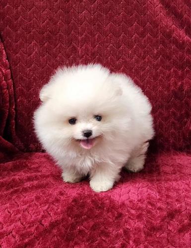 CKC REGISTERED  FEMALE  POMERANIAN PUPPY
