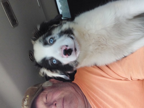 Registered Mini-Aussie, registered with American Stock Kennel