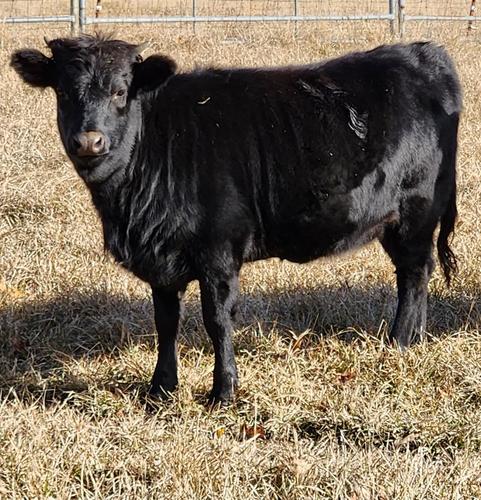 dexter heifer