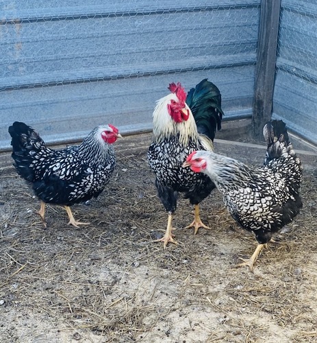 Silver Laced Wyandotte Trio