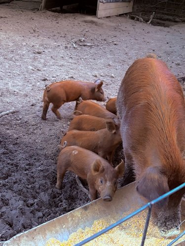 Half Duroc Half Berkshire Pigs