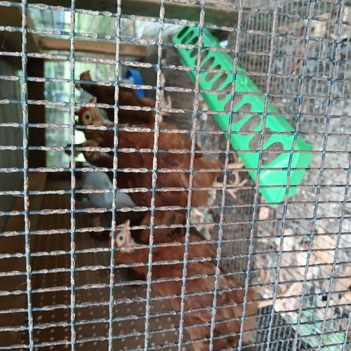Rhode island red chicks 