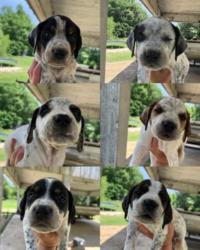 Pups