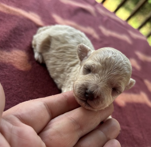 Toy/mini poodle puppies