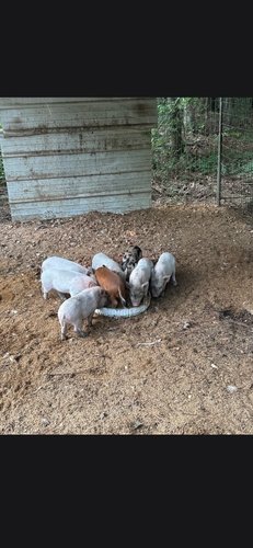 Kune kune piglets and mama and dad 