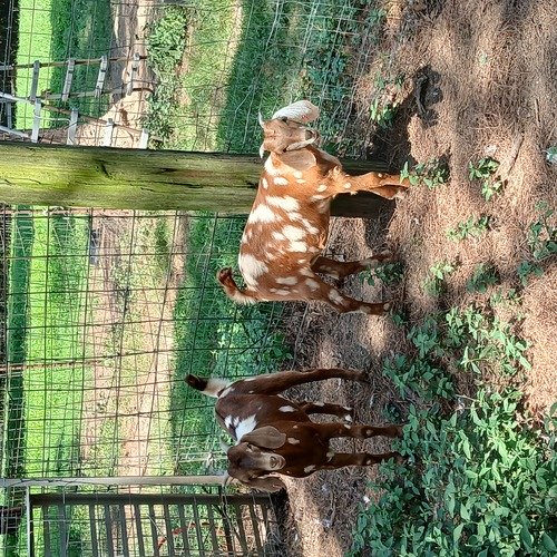 2.  5 month old Registered boer doelings 