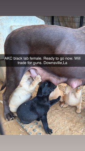 AKC lab trade for guns