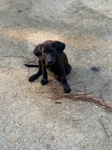 3/4 Catahoula 1/4 cane Corso female pup