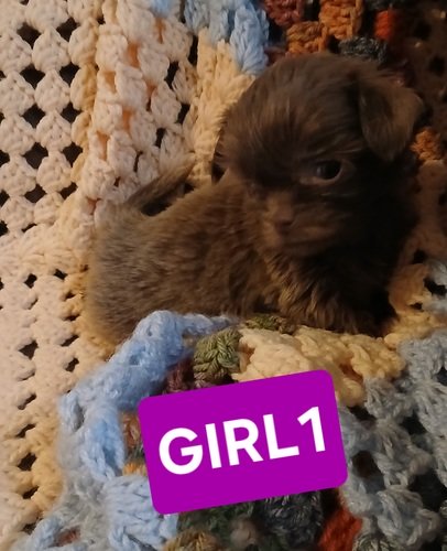 SHIHTZU PUPS 