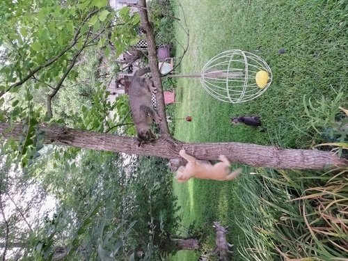 Free kittens 