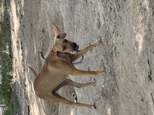 Pup