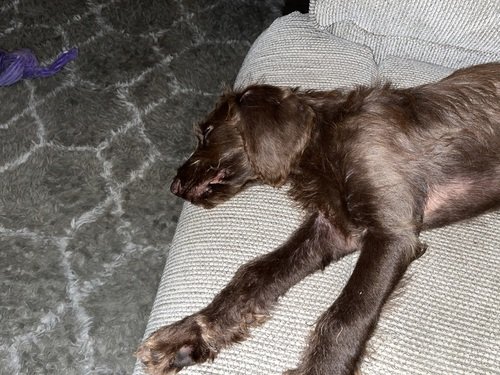 8 week old labradoodle male. 