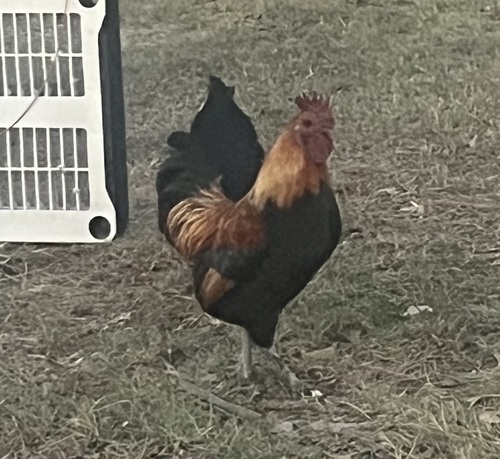 Free rooster