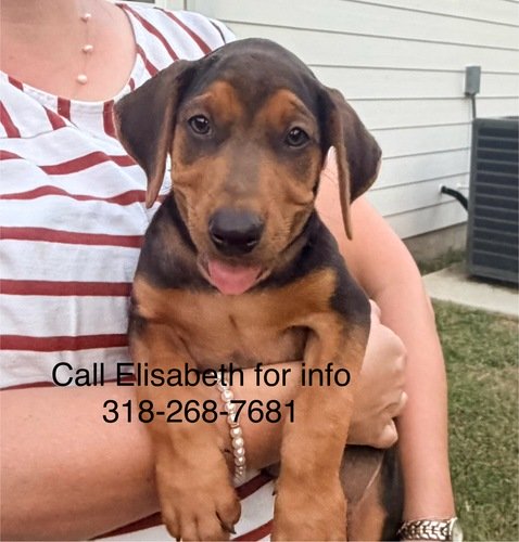 NALC Registered Catahoula Puppies