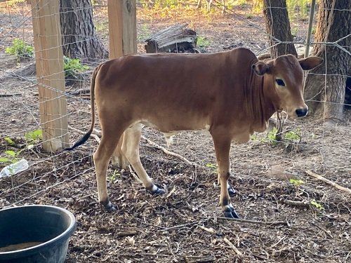 Mini zebu 