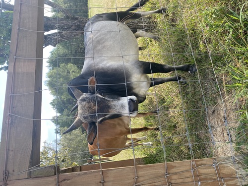 Mini zebu bull