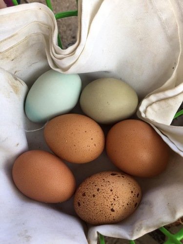 Fresh farm eggs 